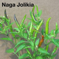 Naga Jolikia