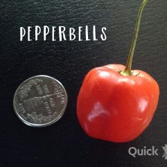 Pepperbells