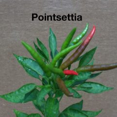 Poinsettia