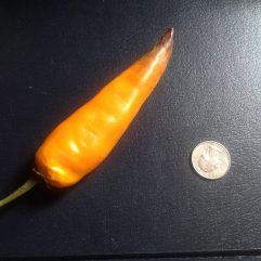 Chilhuacle Amarillo