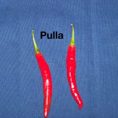 Pulla