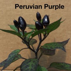 Peruvian Purple