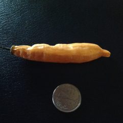 Peruvian