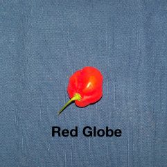 Red Globe