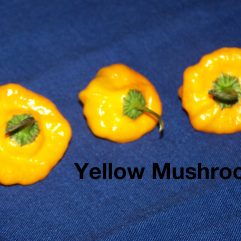 Mushroom Yellow