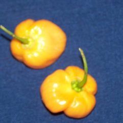 Habanero, Peruvian Yellow
