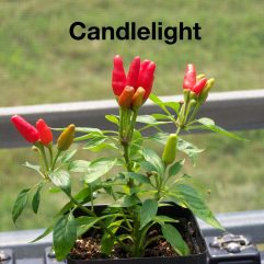 Candlelight