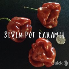Seven Pot Caramel