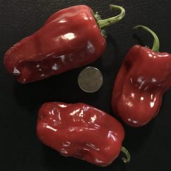 Criolla Cocina