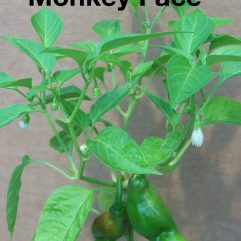 Monkey Face