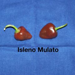 Isleno Mulato