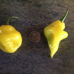 Jamaican Hot, Yellow