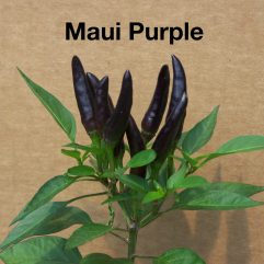 Maui Purple