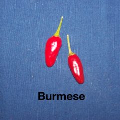 Burmese