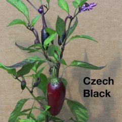 Czechoslovakian Black