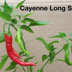 Cayenne, Long Slim