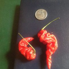 Murupi
