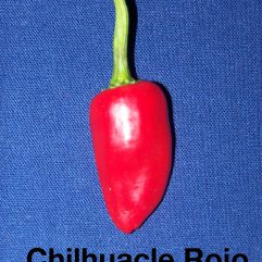 Chilhuacle Rojo