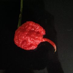 Carolina Reaper