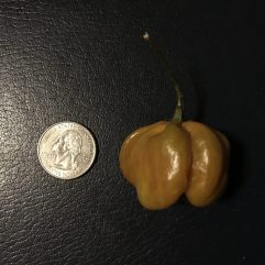 Habanero, Mustard