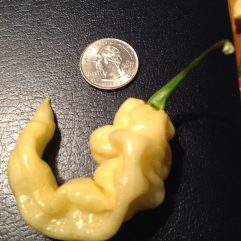 Silkworm