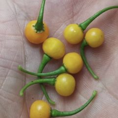Charapita