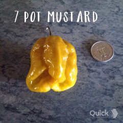 Seven Pot, Mustard