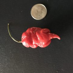 Scorpion Tongue