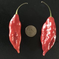 Red Paper Lantern