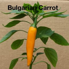 Bulgarian Carrot
