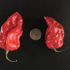Naga Dorset Morrich