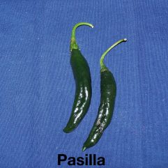 Pasilla