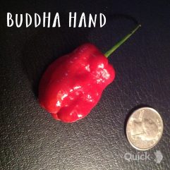 Buddha Hand