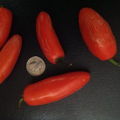 Jalapeno, Orange Spice