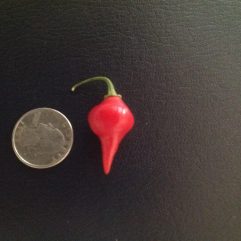 Chupetino