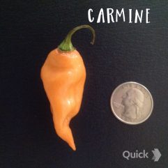 Carmine