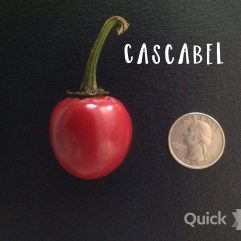Cascabel