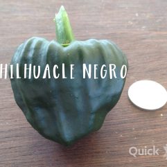 Chilhuacle Negro