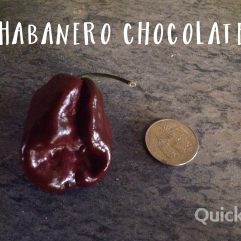 Habanero, Chocolate