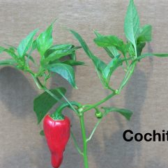 Cochiti