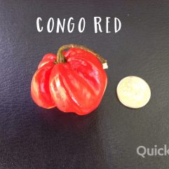 Congo, Red