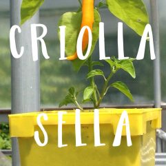 Criolla Sella