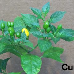 Cumari