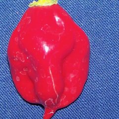 Datil, Red