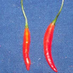 Pico De Gallo