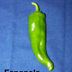 Espanola
