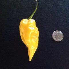 Devil's Tongue, Yellow