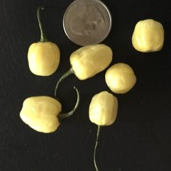 Habanero, Peruvian White