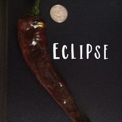Eclipse