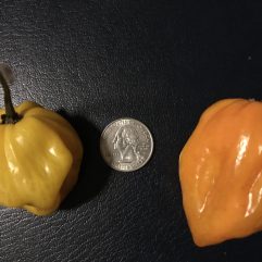 Habanero, Big Sun